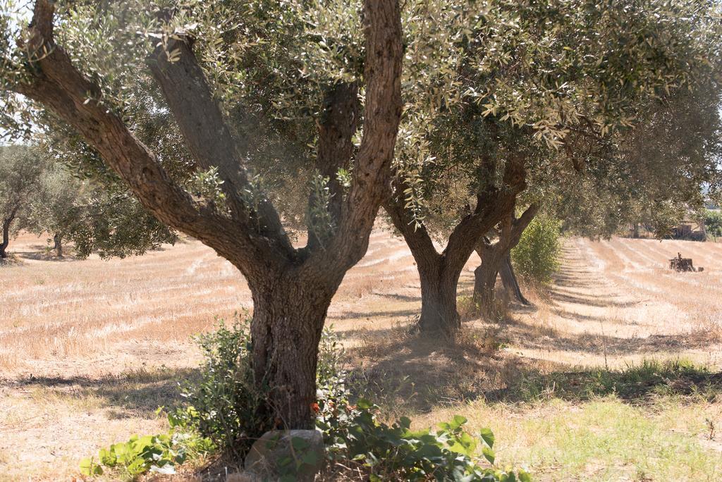 Agriturismo Casale San Benedetto Ceri Bagian luar foto