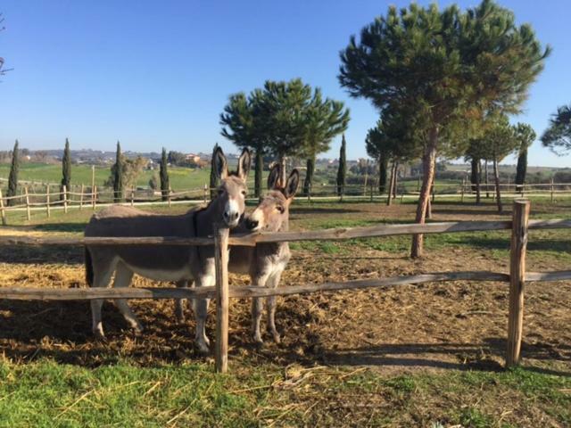 Agriturismo Casale San Benedetto Ceri Bagian luar foto